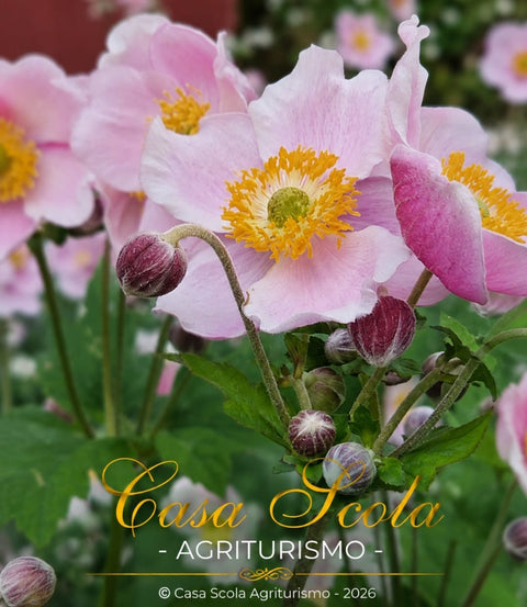 I fiori di Casa Scola: quando la natura racconta la bellezza