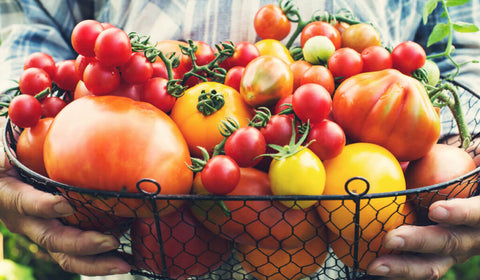 Pomodoro Datterino: L'Oro Rosso della Dieta Mediterranea