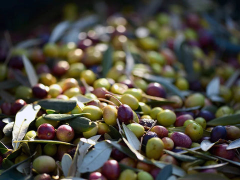 Participate in the Olive Harvest at Casa Scola